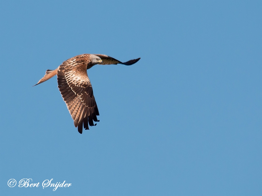 Red Kite Birding Portugal