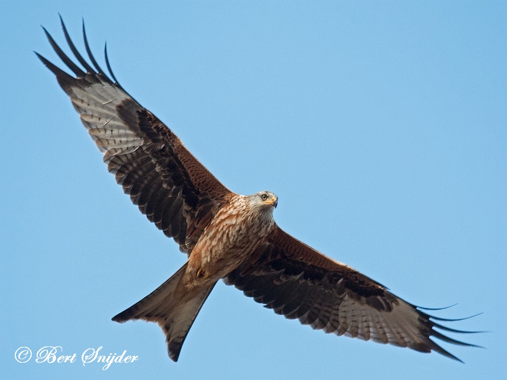 Red Kite Birding Portugal