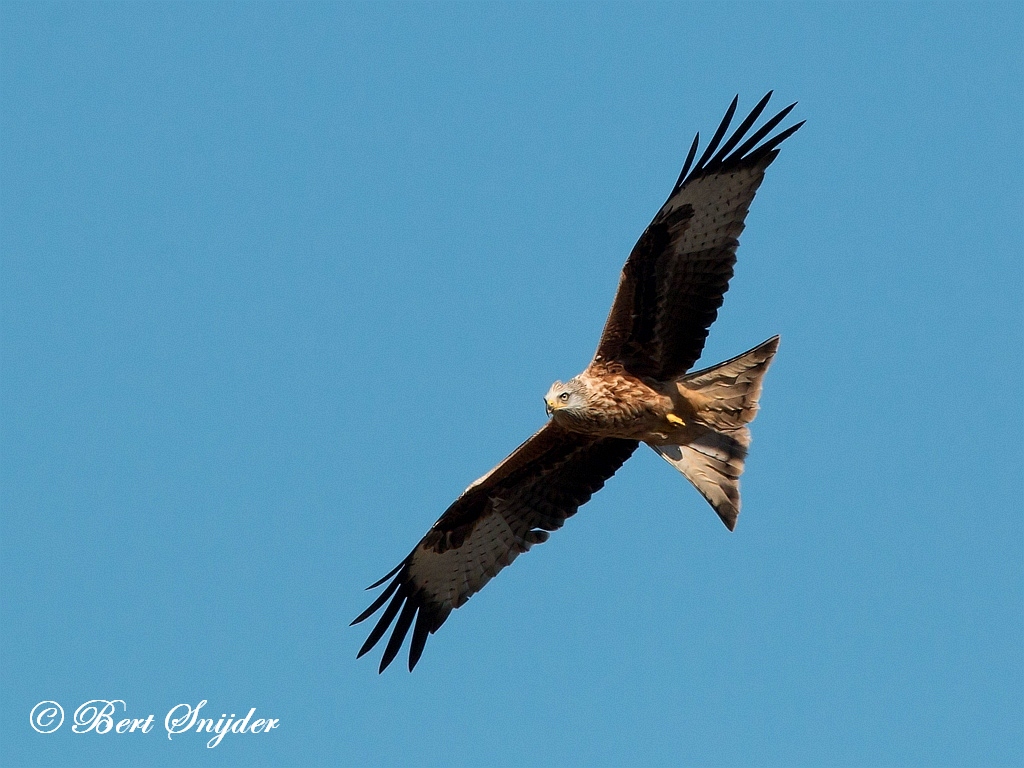 Red Kite Birding Portugal