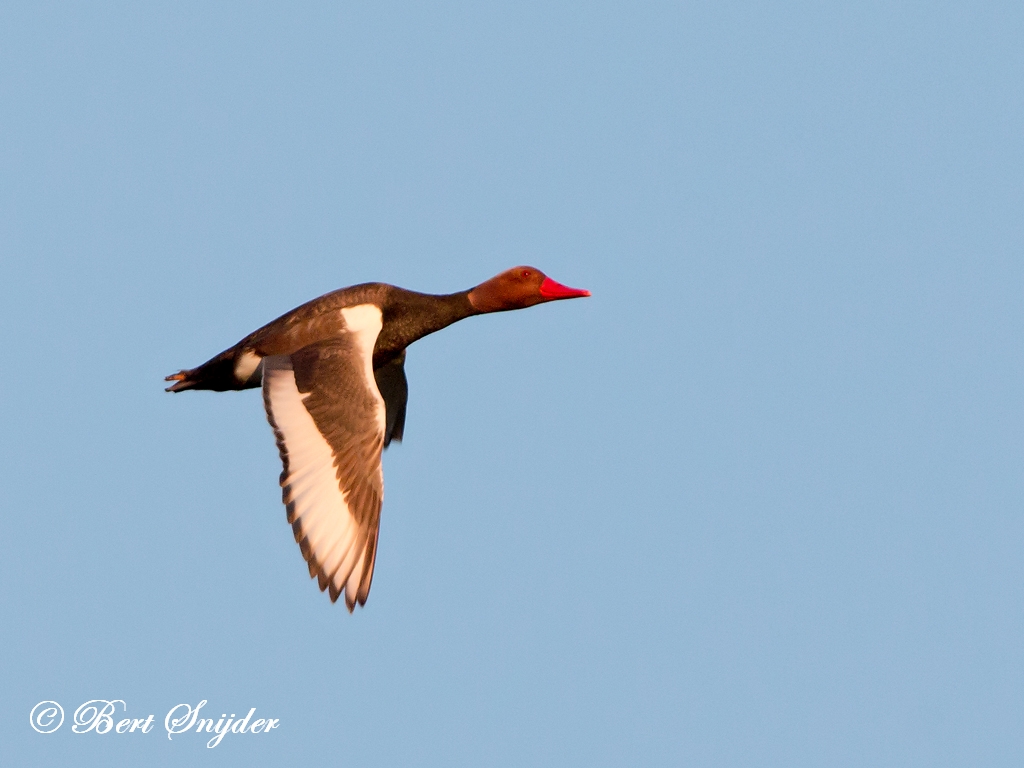 Red-crested Pochard Birding Portugal