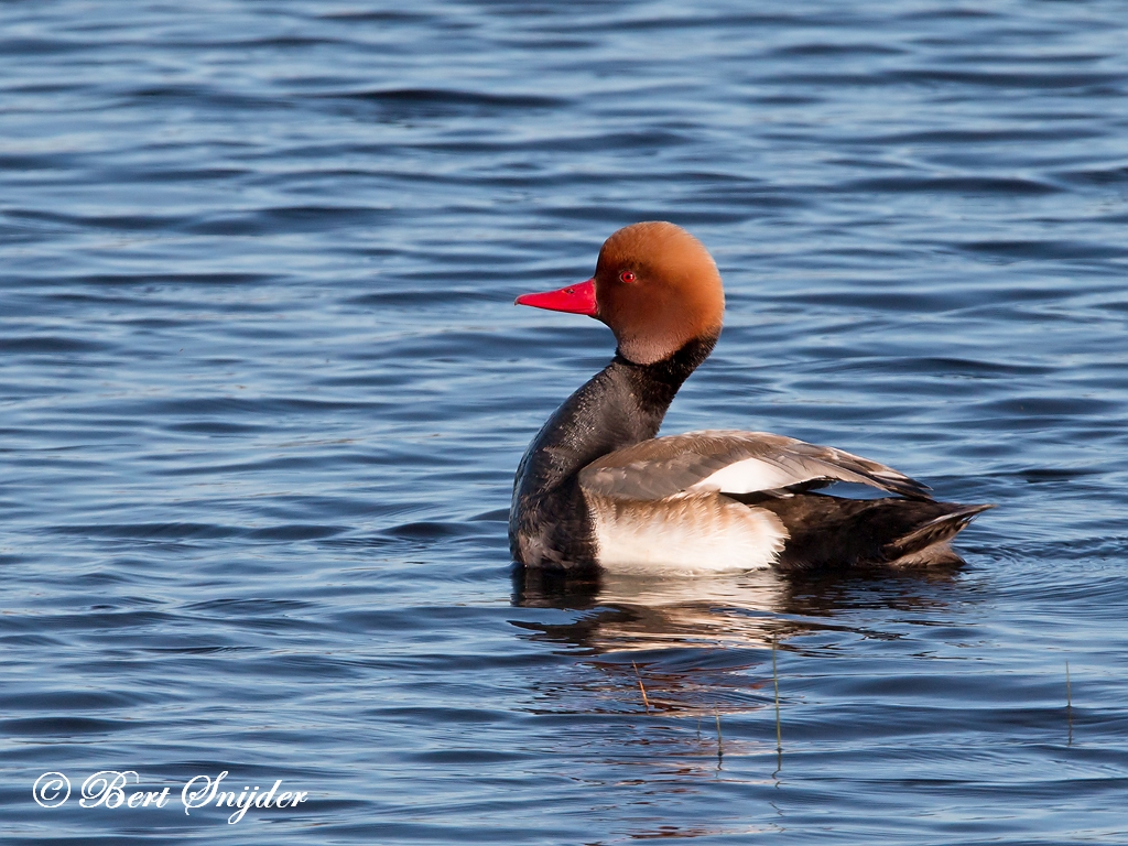 Red-crested Pochard Birding Portugal