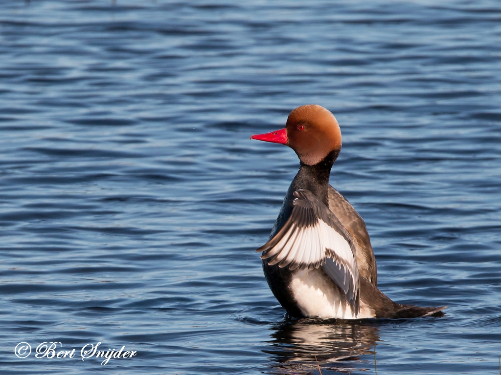 Red-crested Pochard Birding Portugal