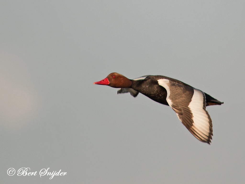 Red-crested Pochard Birding Portugal