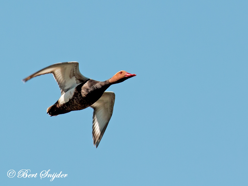 Red-crested Pochard Birding Portugal