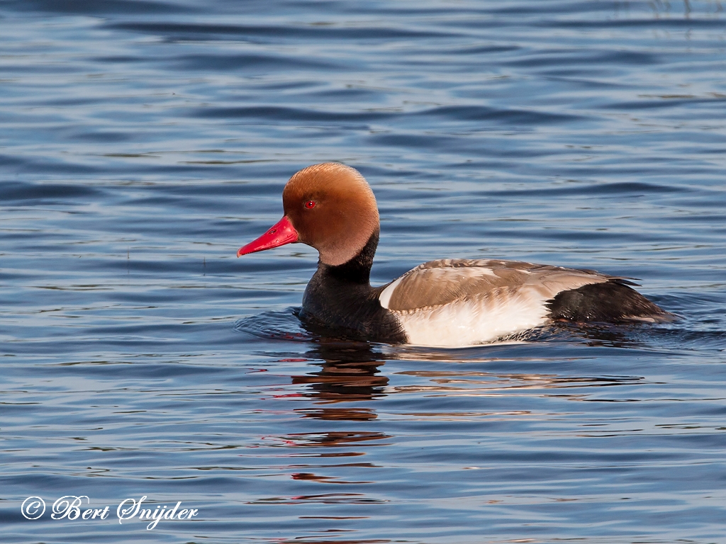 Red-crested Pochard Birding Portugal