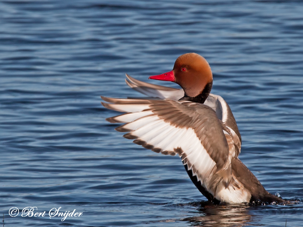 Red-crested Pochard Birding Portugal