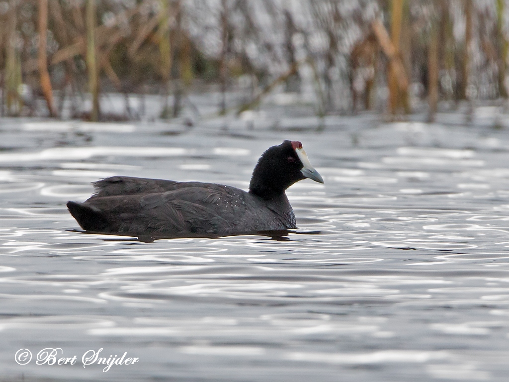 Red-knobbed Coot Birding Portugal