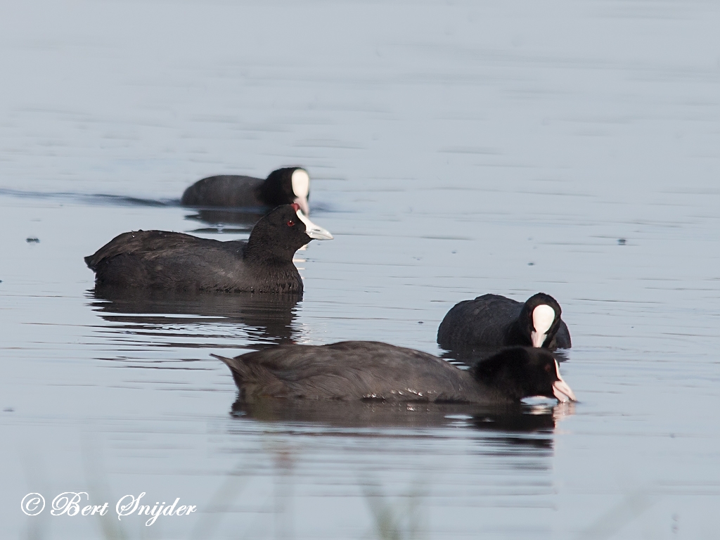 Red-knobbed Coot Birding Portugal