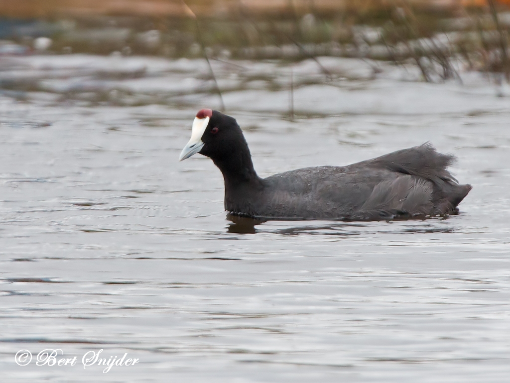 Red-knobbed Coot Birding Portugal