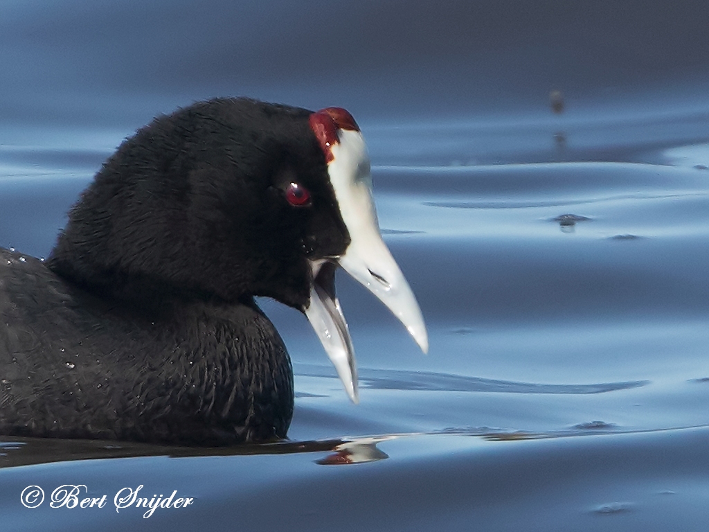Red-knobbed Coot Birds in Portugal
