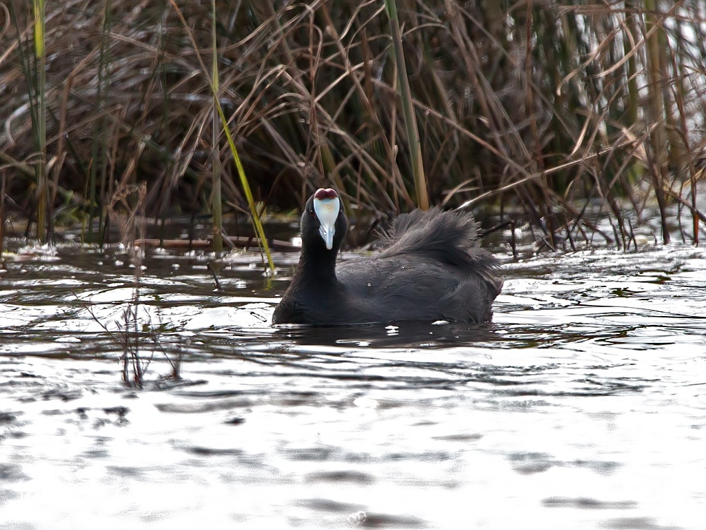 Red-knobbed Coot Birding Portugal