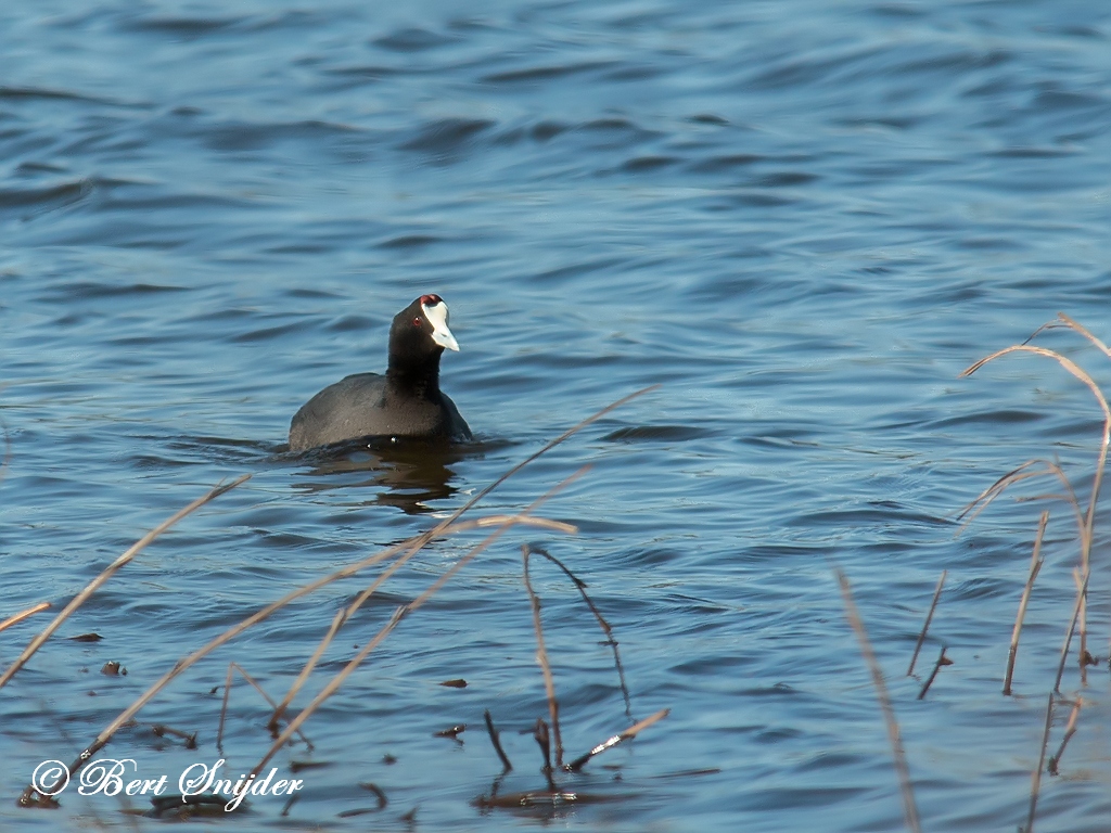 Red-knobbed Coot Birding Portugal