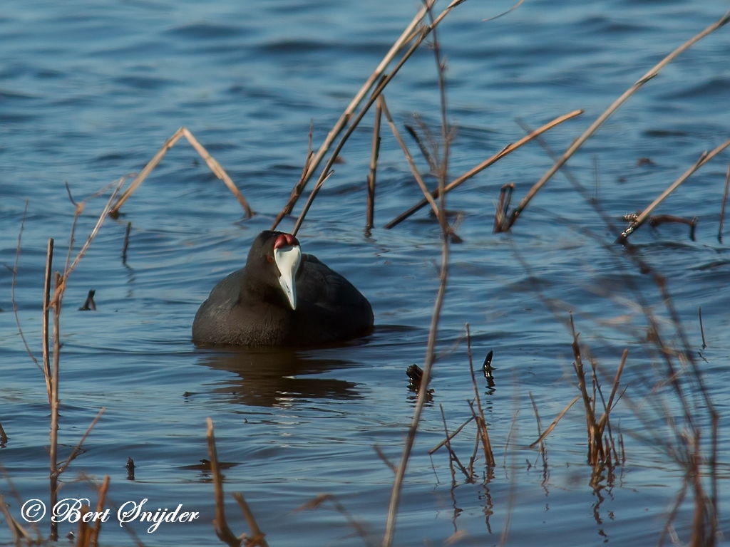 Red-knobbed Coot Birding Portugal