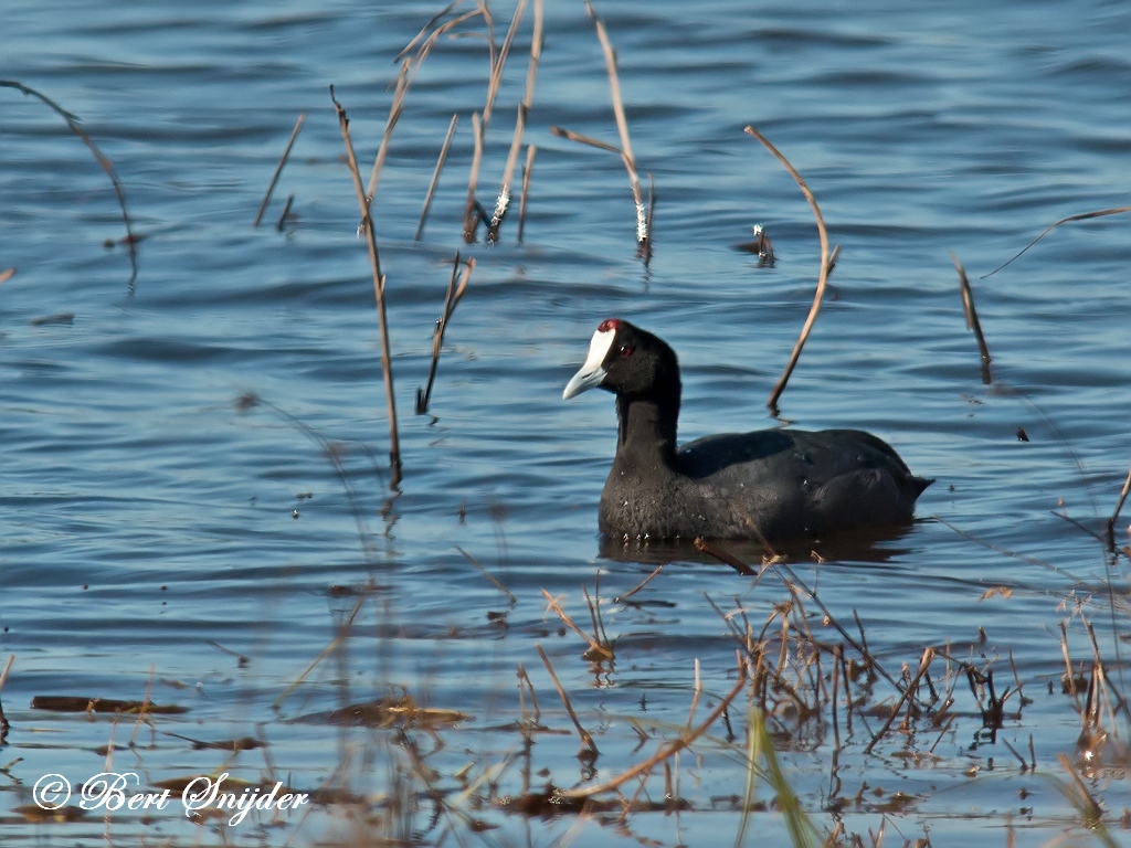 Red-knobbed Coot Birding Portugal