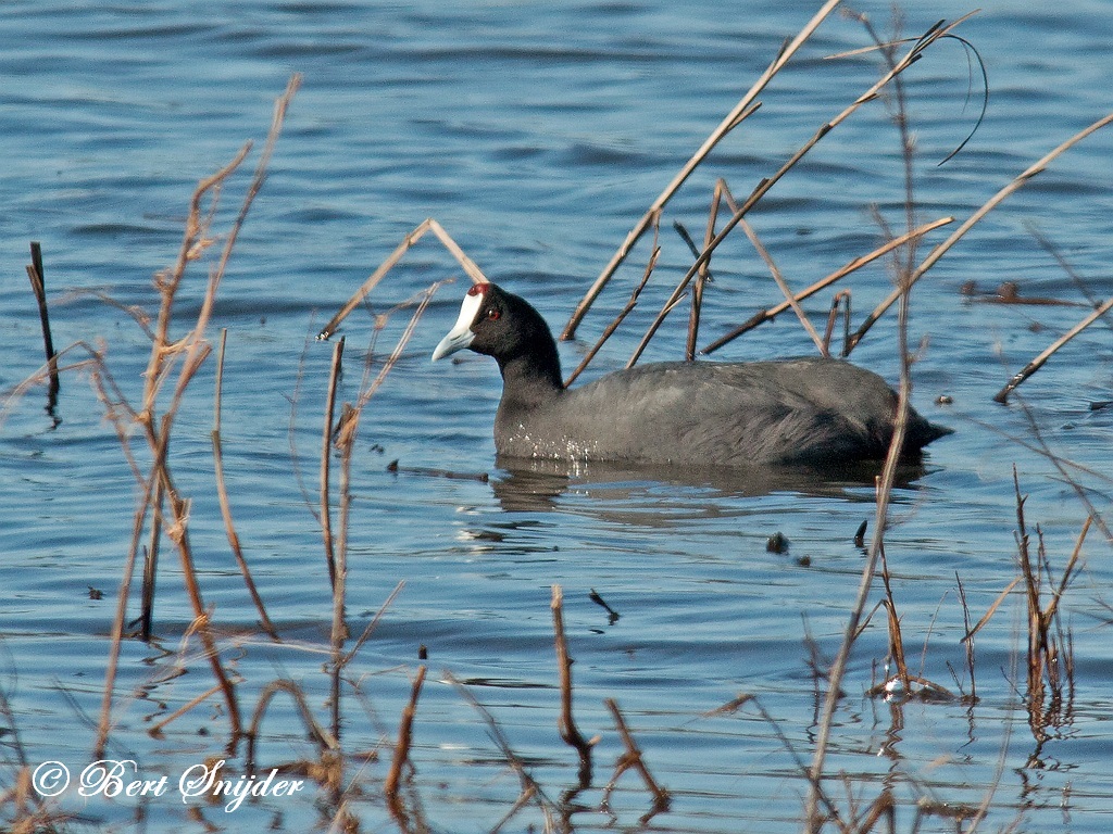 Red-knobbed Coot Birding Portugal