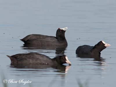 Red-knobbed Coot Birding Portugal
