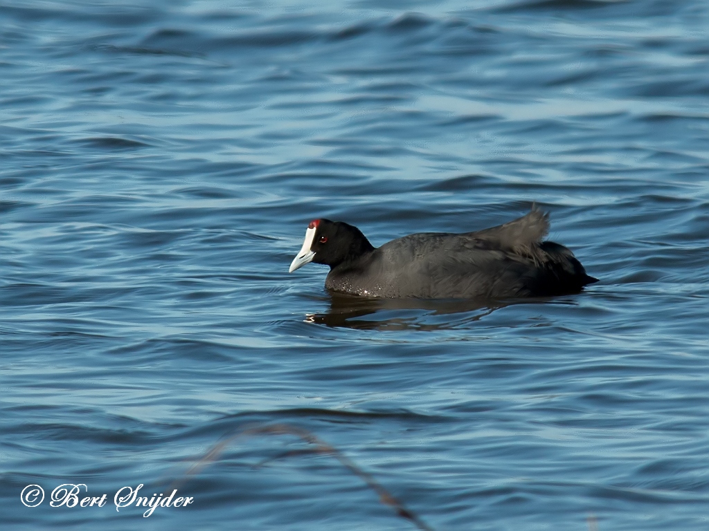 Red-knobbed Coot Birding Portugal