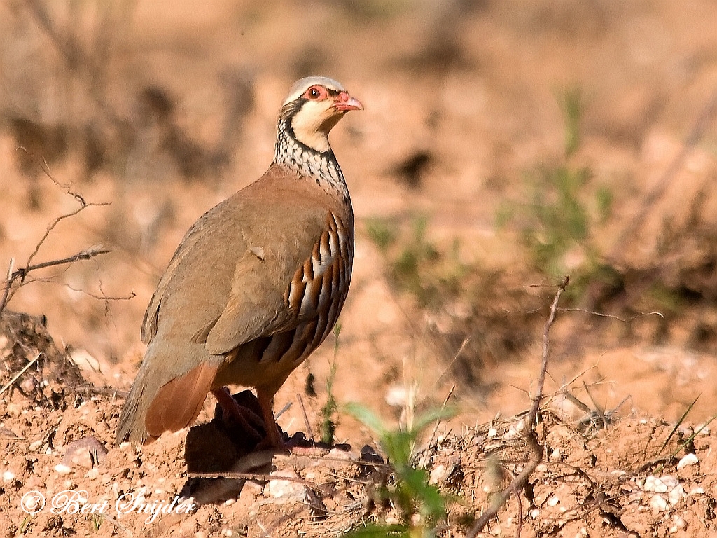 Red-legged Partridge Birding Portugal