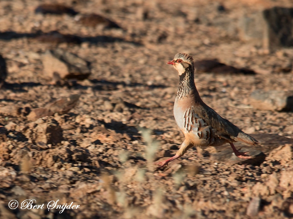 Red-legged Partridge Birding Portugal