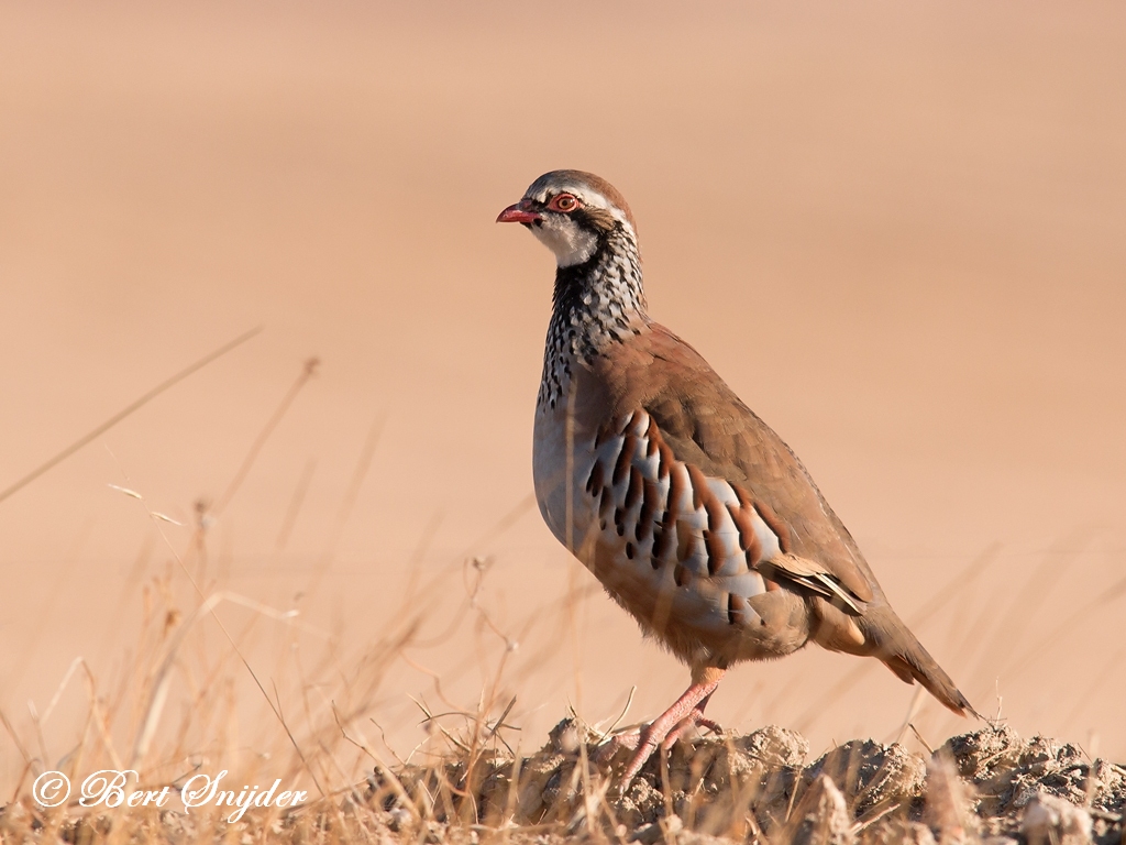 Red-legged Partridge Birding Portugal