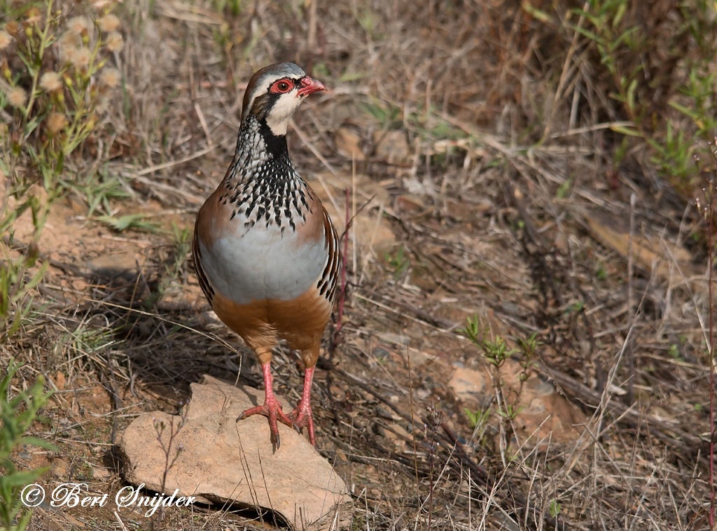 Red-legged Partridge Birding Portugal