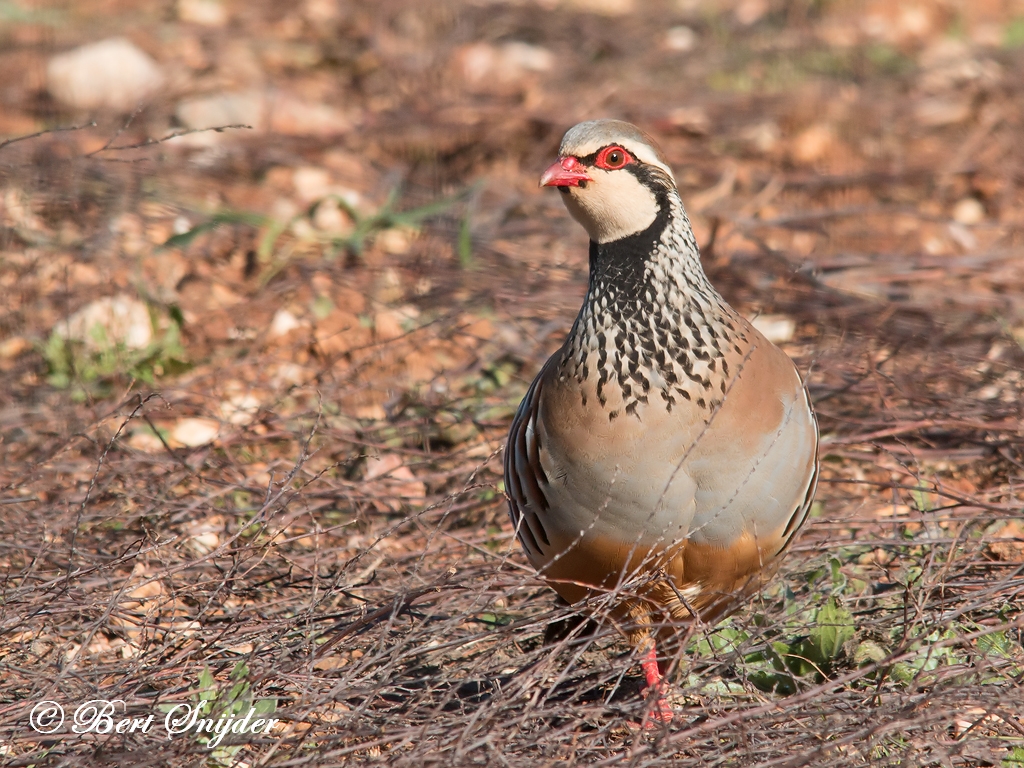 Red-legged Partridge Birding Portugal