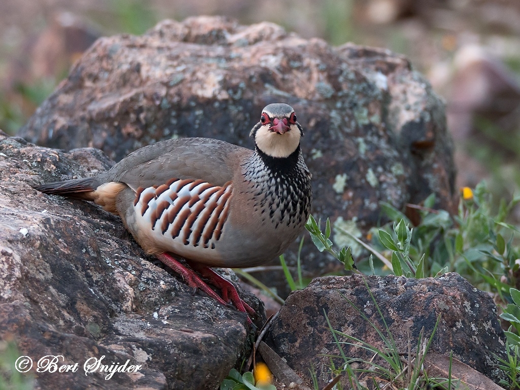 Red-legged Partridge Birding Portugal