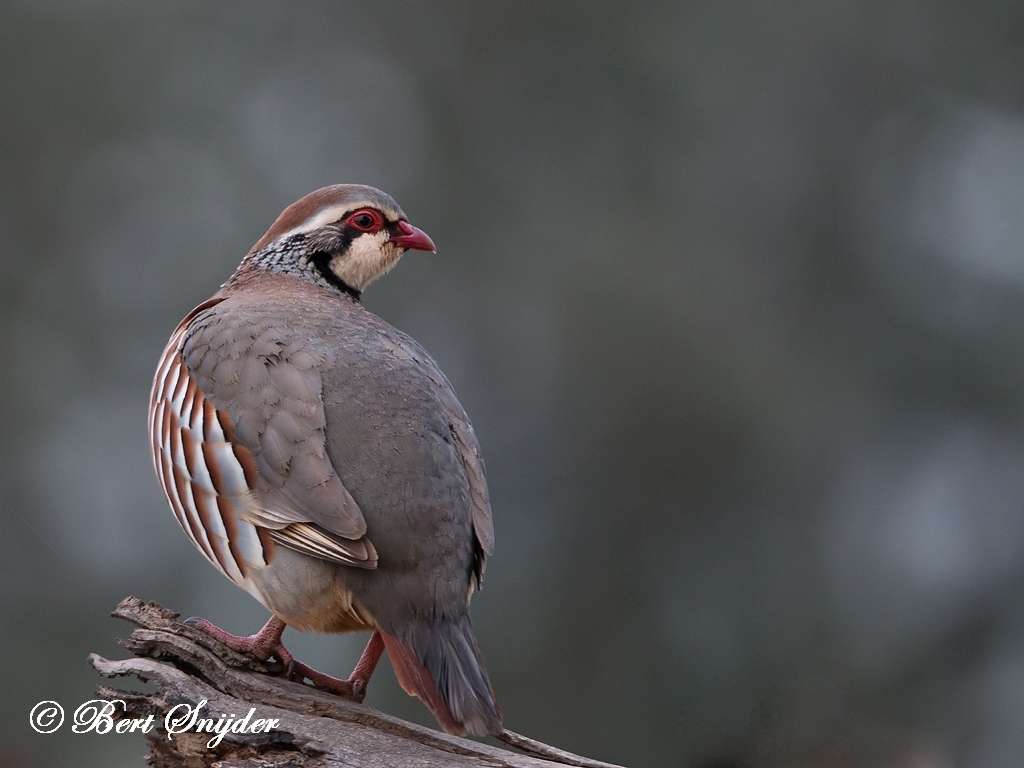 Red-legged Partridge Birding Portugal