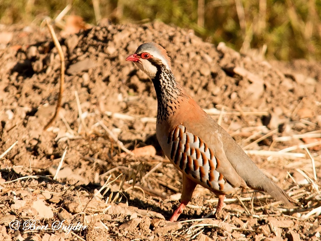 Red-legged Partridge Birding Portugal