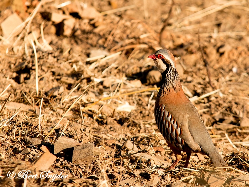 Red-legged Partridge Birding Portugal