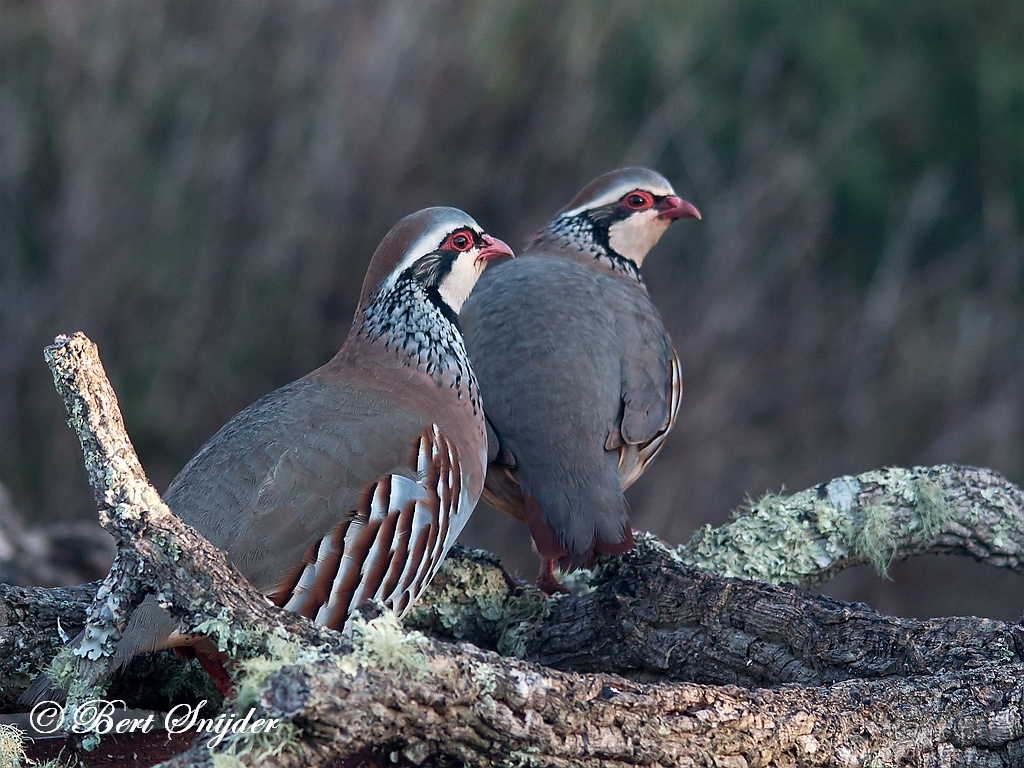 Red-legged Partridge Birding Portugal