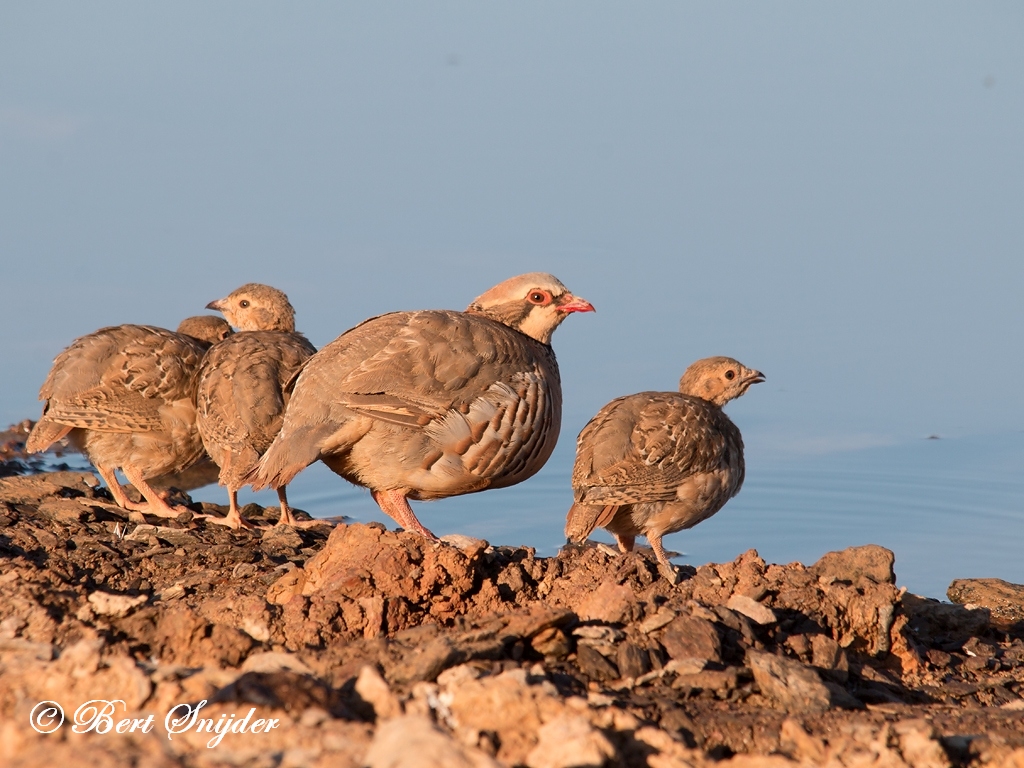 Red-legged Partridge Birding Portugal