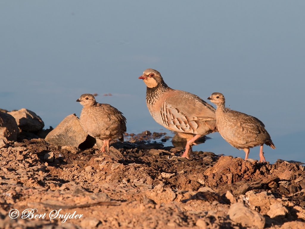 Red-legged Partridge Birding Portugal