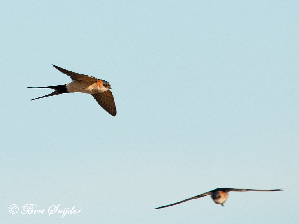 Red-rumped Swallow Birding Portugal