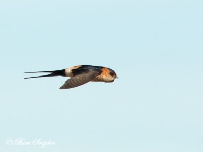 Red-rumped Swallow Birding Portugal