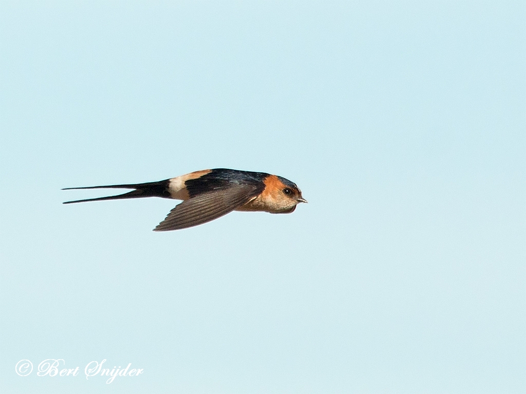 Red-rumped Swallow Birding Portugal