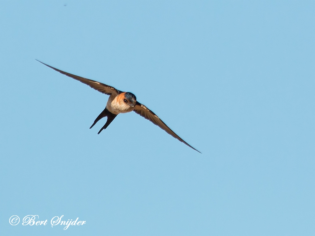 Red-rumped Swallow Birding Portugal