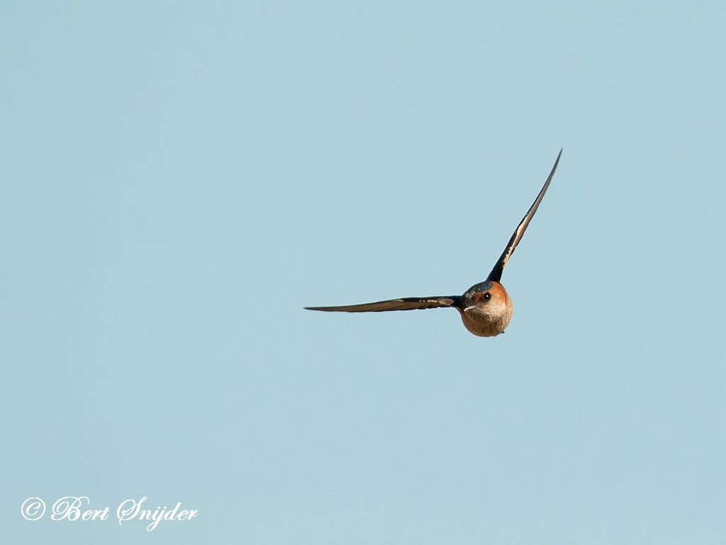 Red-rumped Swallow Birding Portugal