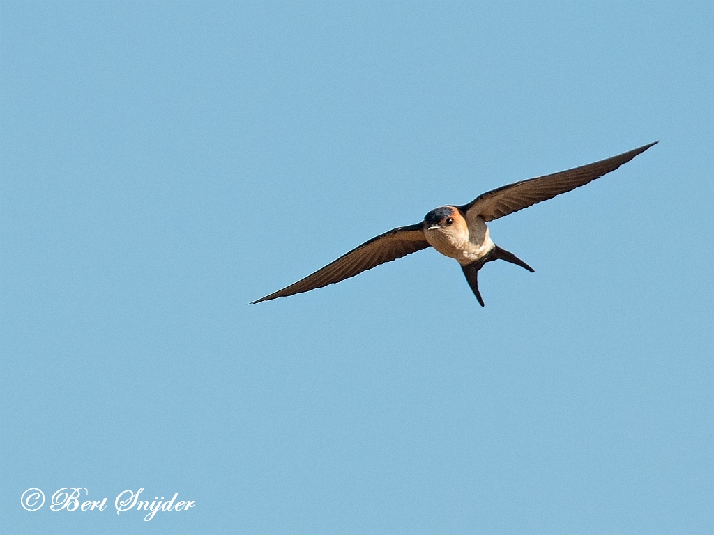 Red-rumped Swallow Birding Portugal