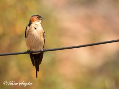 Red-rumped Swallow Birding Portugal