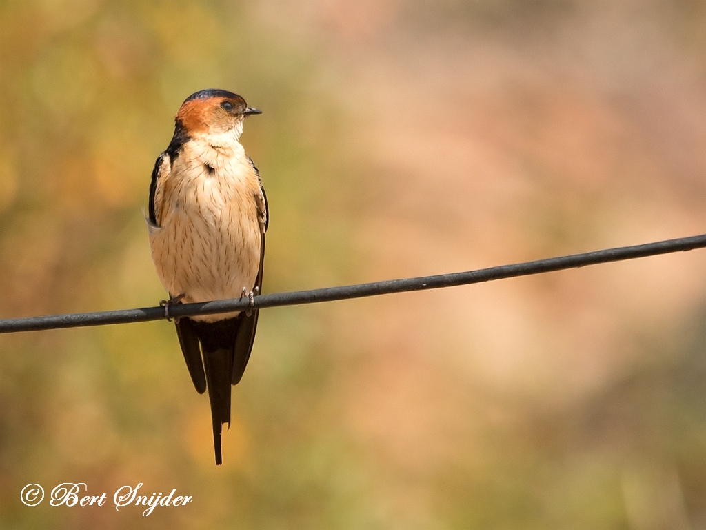 Red-rumped Swallow Birding Portugal