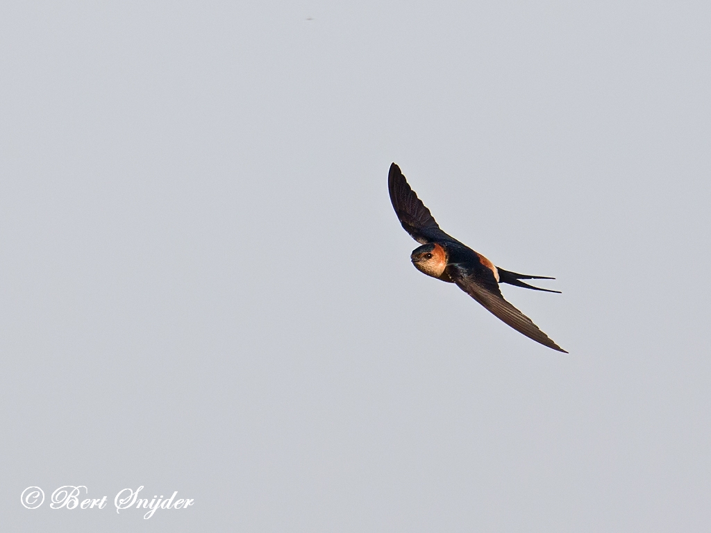 Red-rumped Swallow Birding Portugal