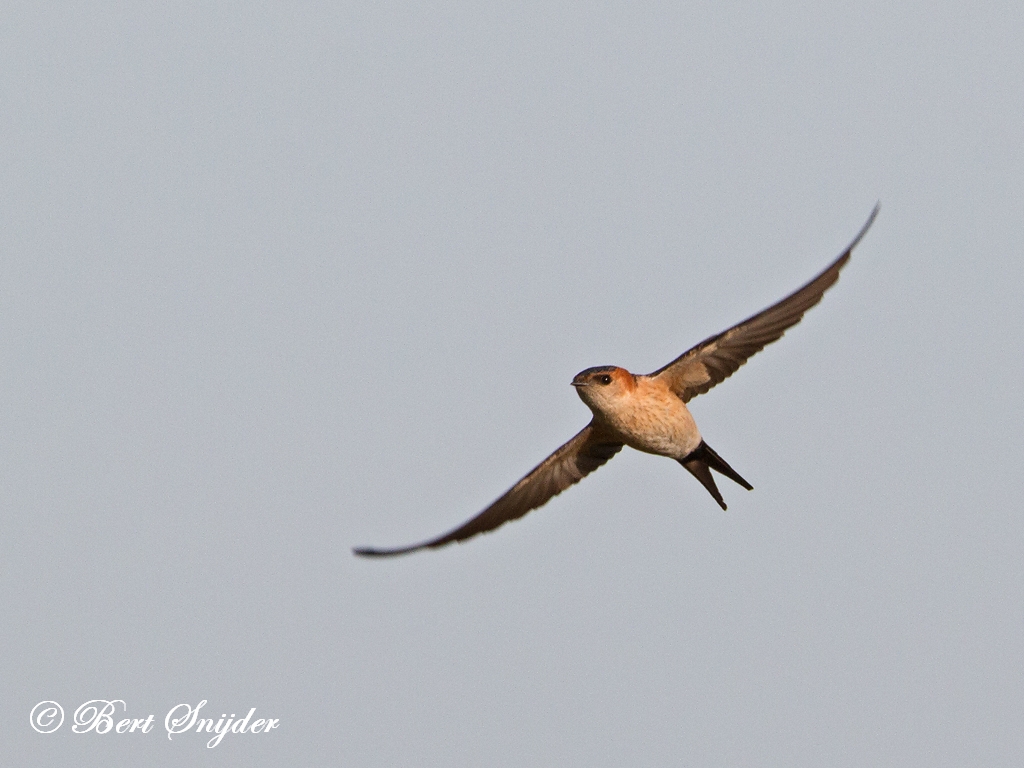 Red-rumped Swallow Birding Portugal