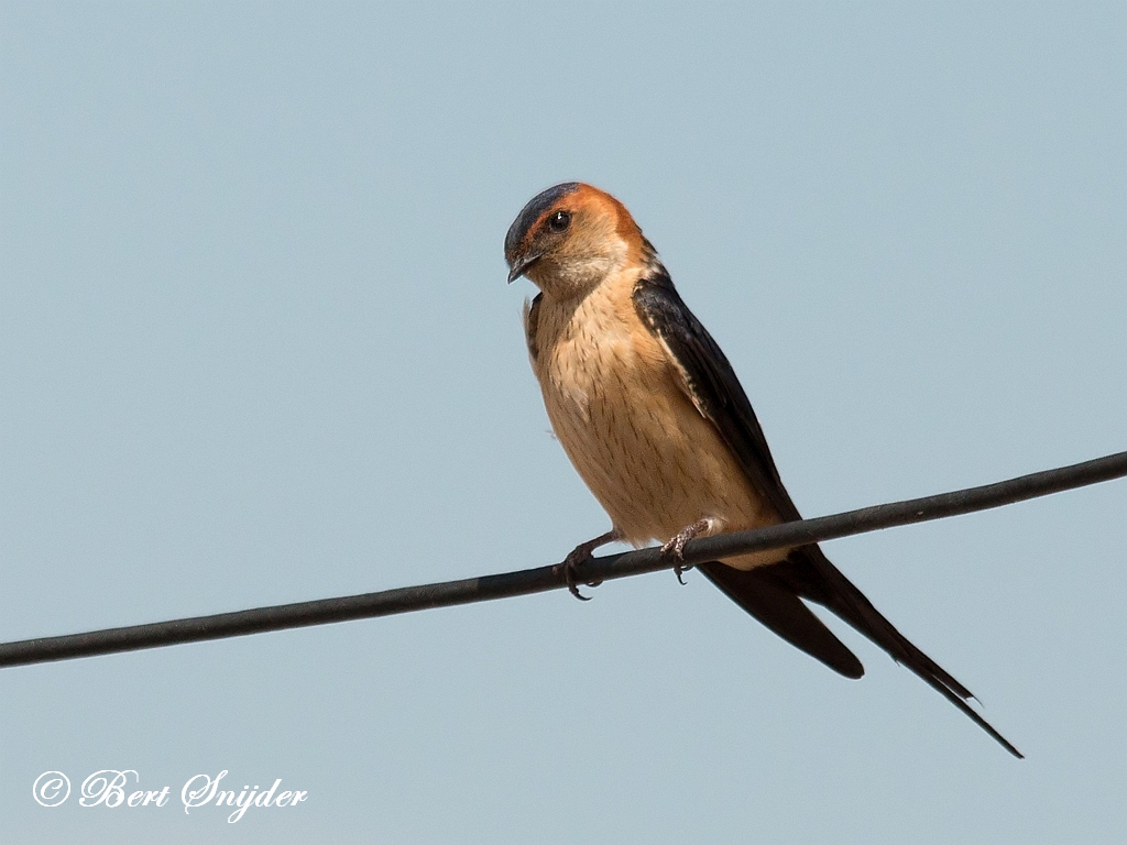 Red-rumped Swallow Birding Portugal