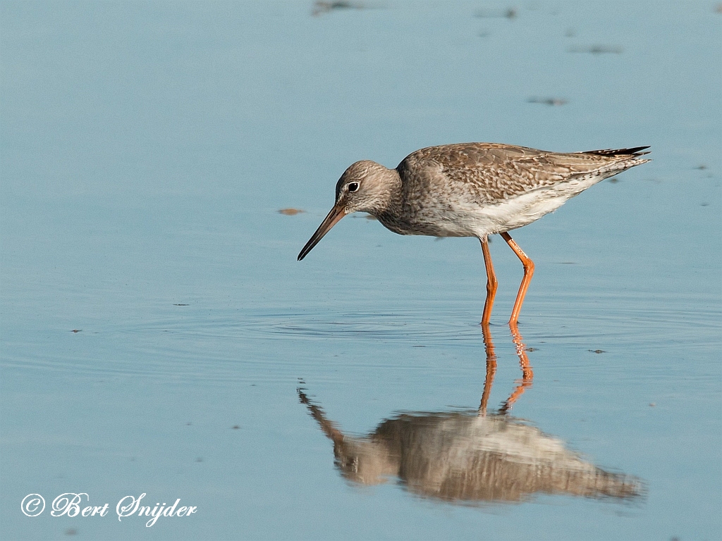 Redshank Birding Portugal