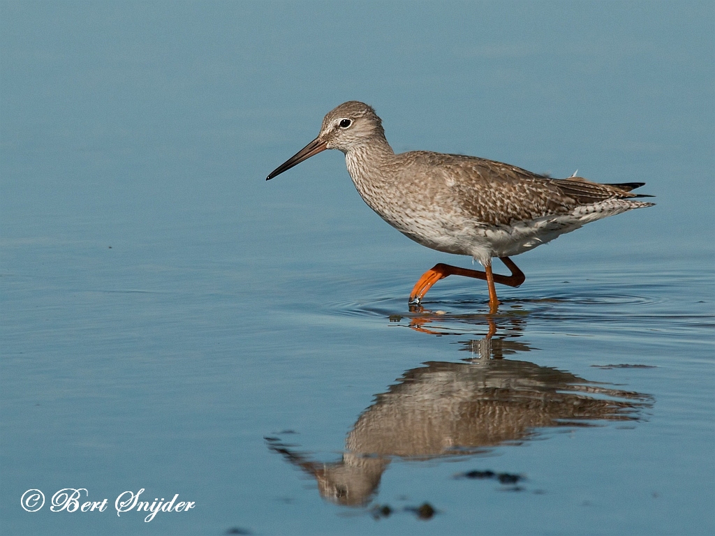 Redshank Birding Portugal