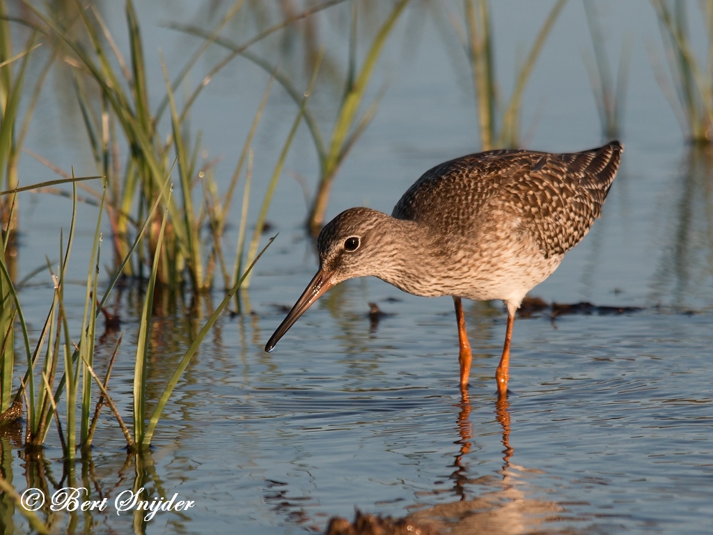 Redshank Birding Portugal