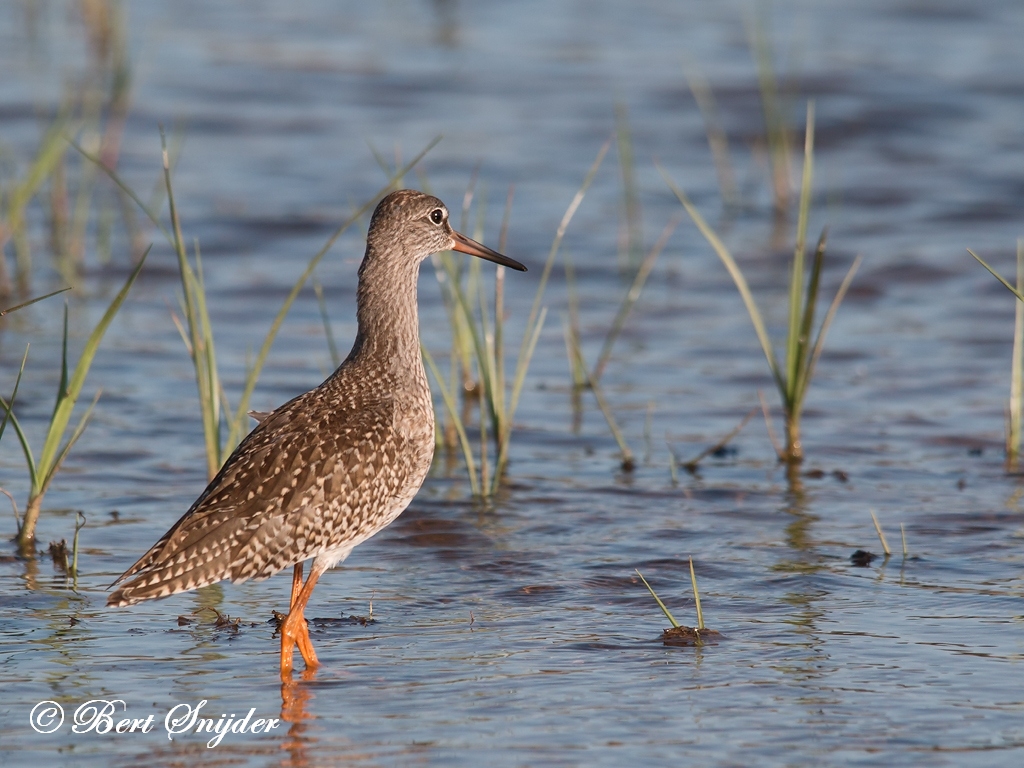 Redshank Birding Portugal