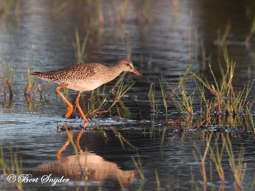 Redshank Birding Portugal