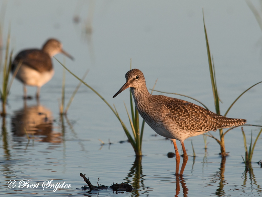 Redshank Birding Portugal